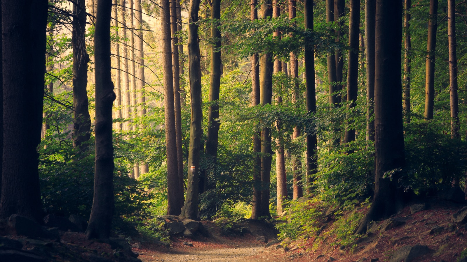 Sustainability & ESG Consulting